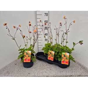 GEUM CHILOENSE