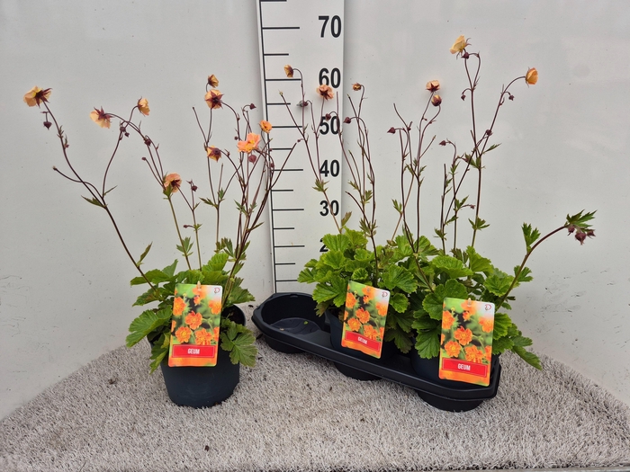 <h4>GEUM CHILOENSE</h4>
