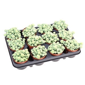 Sedum Burrito