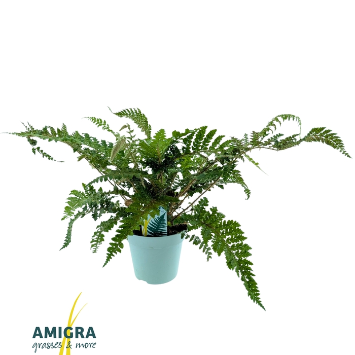 <h4>Polystichum polyblepharum 'Jade'</h4>