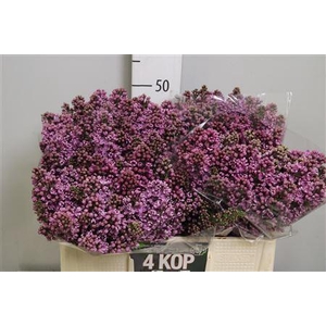 Syr V Dark Koster 4+