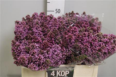 <h4>Syr V Dark Koster 4+</h4>