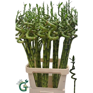 DRAC LUCKY BAMBOO