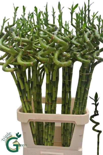 <h4>DRAC LUCKY BAMBOO</h4>