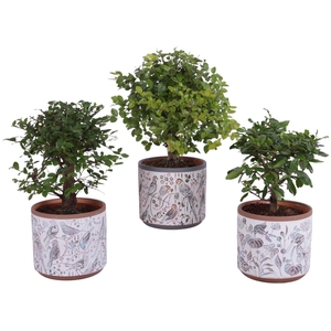 Bonsai Indoor Mix Ø12cm Ball Shape in Ø14cm Ceramic Pot Forest