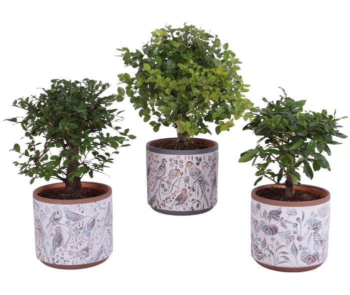 <h4>Bonsai Indoor Mix Ø12cm Ball Shape in Ø14cm Ceramic Pot Forest</h4>