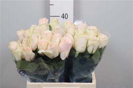 <h4>R Gr High & Bridal</h4>