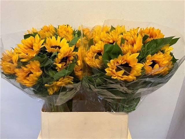 <h4>Heli Orange Fire</h4>