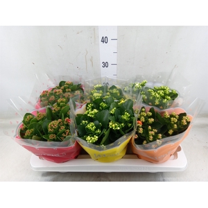 Kalanchoe blos.   ..rosebud mix  4