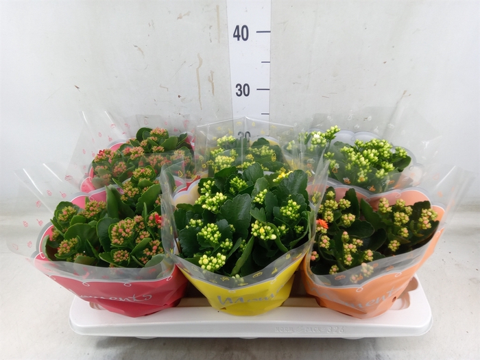 <h4>Kalanchoe blos.   ..rosebud mix  4</h4>