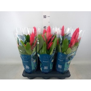 Vriesea  'Intenso Pink'