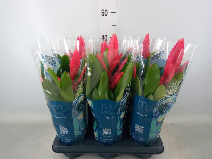 <h4>Vriesea  'Intenso Pink'</h4>