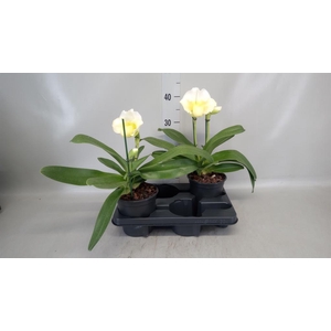 Paphiopedilum  'Amerikaanse hybrid'