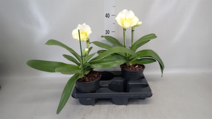 <h4>Paphiopedilum  'Amerikaanse hybrid'</h4>