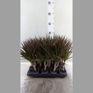 Dracaena marg. 'Magenta'