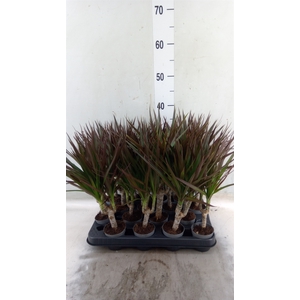 Dracaena marg. 'Magenta'