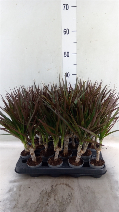 <h4>Dracaena marg. 'Magenta'</h4>