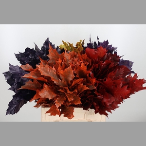 Eik Grof Herfst Mix