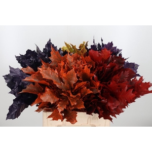 Eik Grof Herfst Mix