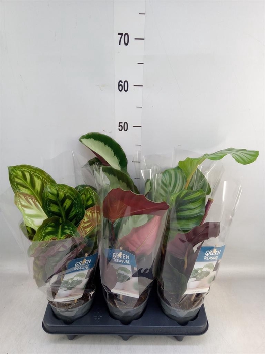 <h4>Calathea   ...mix</h4>