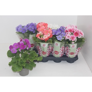 PRIM OB SWEETK A GEM