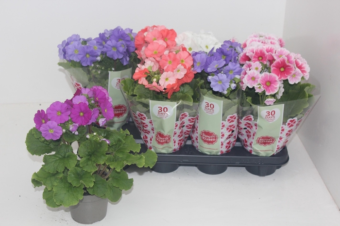 <h4>PRIM OB SWEETK A GEM</h4>