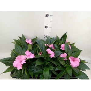 Impatiens NG 'ColPow Deep Pink'