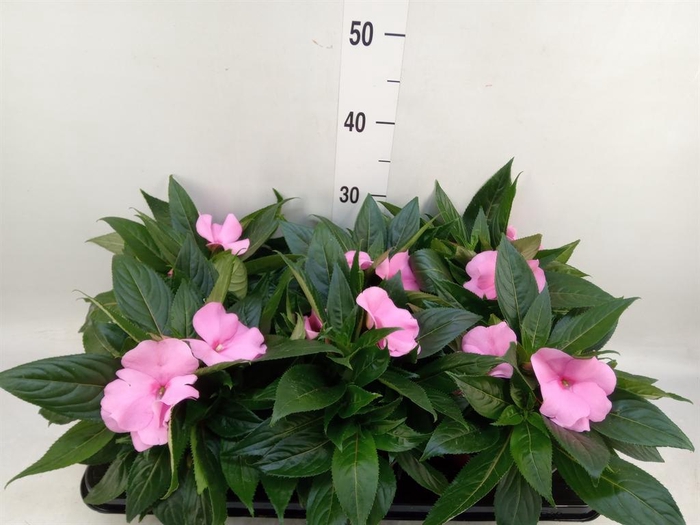<h4>Impatiens NG 'ColPow Deep Pink'</h4>