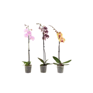 Phalaenopsis gemengd