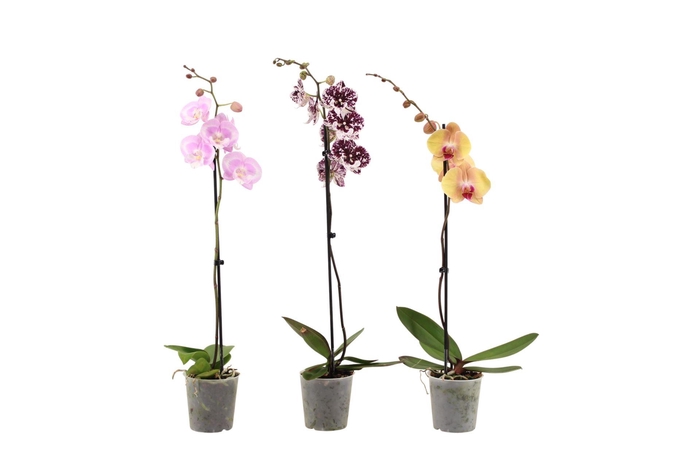 <h4>Phalaenopsis gemengd</h4>