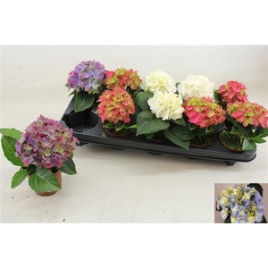 ** Hydr M Gem 1 Flower * Spring Deal *