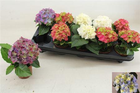 <h4>** Hydr M Gem 1 Flower * Spring Deal *</h4>