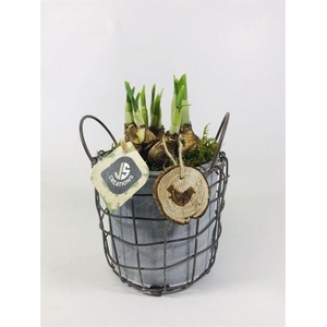 Metaal pot met Cement pot in 14 cm