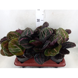 Calathea roseopicta 'Dottie'