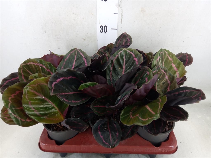 <h4>Calathea roseopicta 'Dottie'</h4>
