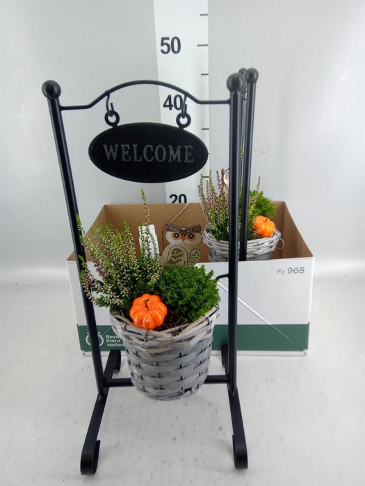 <h4>Arr. Tuinplanten L%</h4>