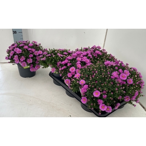 ASTER D ALPHA PINK