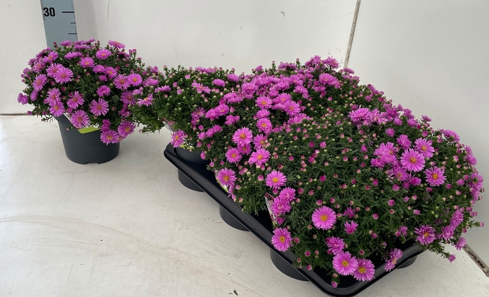 <h4>ASTER D ALPHA PINK</h4>