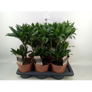 Dracaena frag. 'Compacta'
