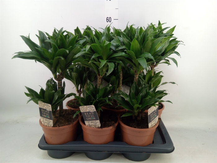 <h4>Dracaena frag. 'Compacta'</h4>