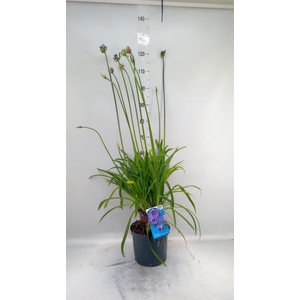 Agapanthus  'Poppin Star'