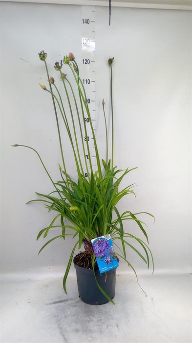 <h4>Agapanthus  'Poppin Star'</h4>