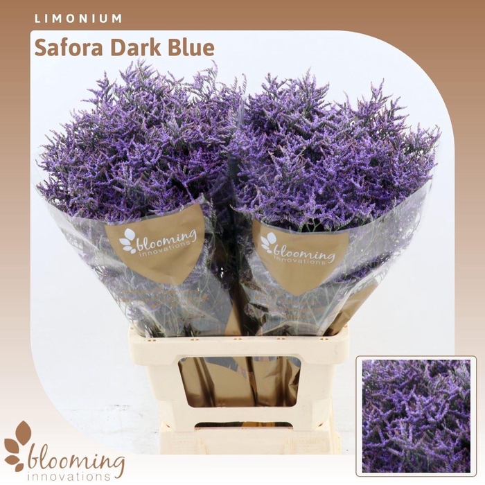 <h4>Limonium Safora Dark Blue</h4>