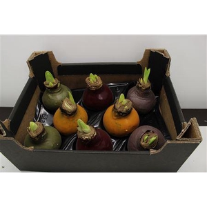 Amaryllis Mix Autumn