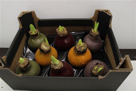 <h4>Amaryllis Mix Autumn</h4>