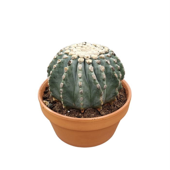 <h4>Ferocactus glaucescens</h4>