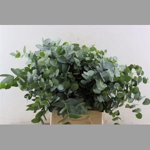 Euca Cinerea Short 150gr P Bunch S A