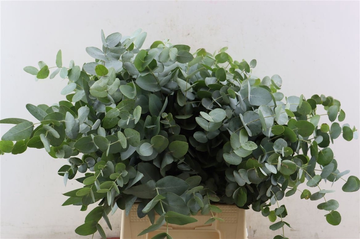 Euca Cinerea Short 150gr P Bunch S A