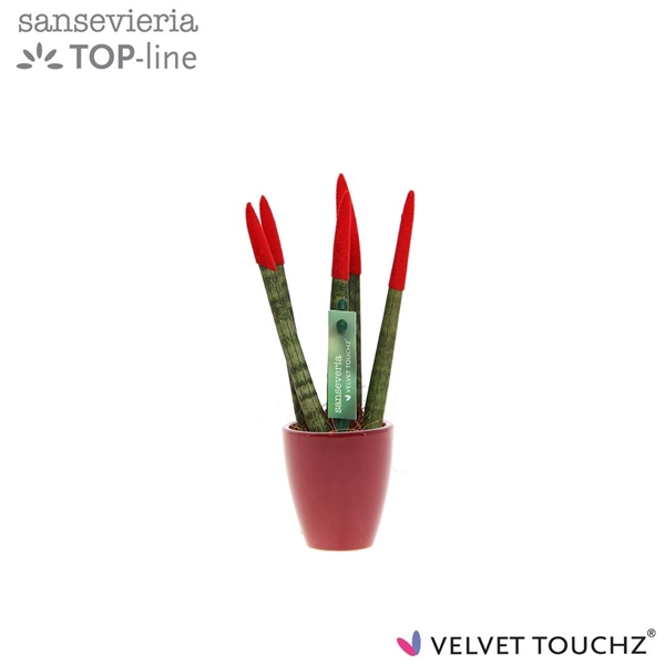 <h4>Sansevieria VELVET TOUCHZ® Rood in keramiek Osaka</h4>