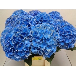 HYDR M ROYAL PARADE